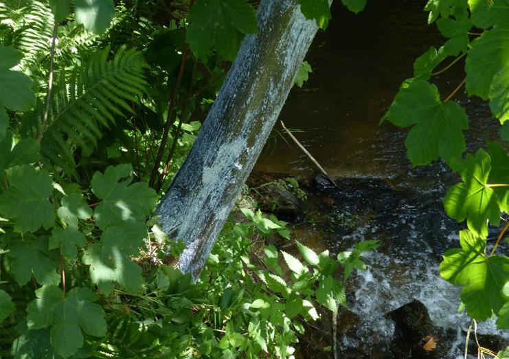 Proto je nutné zvládnout metodu úspěšného množení tohoto druhu v člověkem podporovaných a polopřirozených chovech, které by byly zdrojem jedinců pro případné repatriační akce.