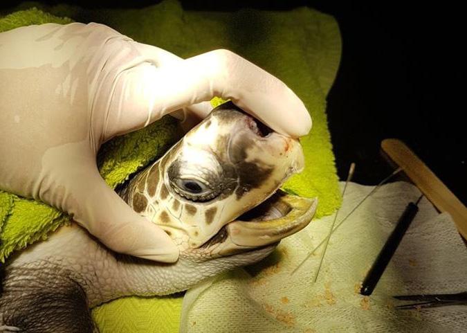 . Petr Suvorov, Ph.D., prezentoval přednášku s názvem Program repatriace jeřábů na Dálném východě na konferenci Otazníky kolem CITES 2018 v Zoo Tábor.