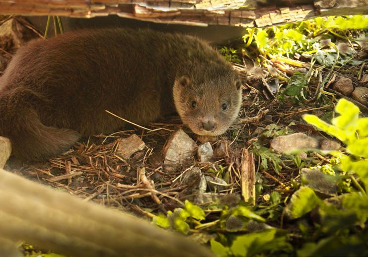 Chovatelský úsek Animal Breeding Department místní škole, tak přednáškami pro obyvatele přilehlých vesnic na ostrově Nusa Penida, a to ve spolupráci s organizací KKP (Ministerstvo námořních