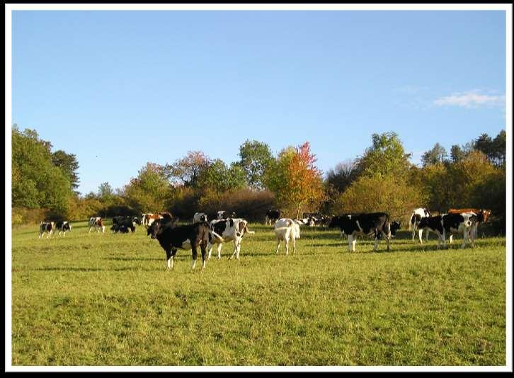 15. 10. 19.30 hod. Divadlo na vísce Hořovice 17. 10. 11.00 hod. Tradiční posvícenské hody s ČSSD 16. 19. 10. 2015 Posvícení ve Zdicích Reklama ČERSTVÉ NEPASTERIZOVANÉ MLÉKO PŘÍMO Z AUTOMATU Místo prodeje: areál statku u stáje dojnic v Chodouni Prodej: nepřetržitě od 7.