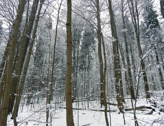2 3 stromových prostorových vzorů jedle se nezávisle shodují na tom, že představa jedle jako dřeviny schopné odrůstat v zástinu dostatečně nevysvětluje dynamiku jejích populací (Janík a kol. 21).