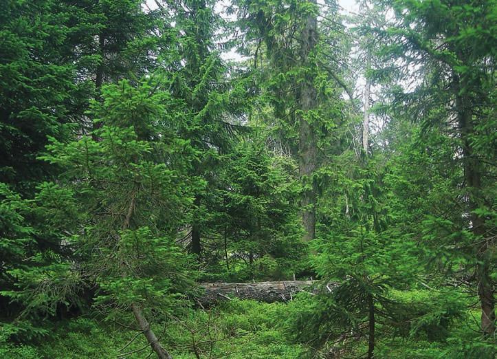 si vedl překvapivě úspěšně javor klen (Acer pseudoplatanus), který zde v období let 197 95 vykazoval několikanásobně větší populační růst než buk (klen 3,2 %, buk,1 %).