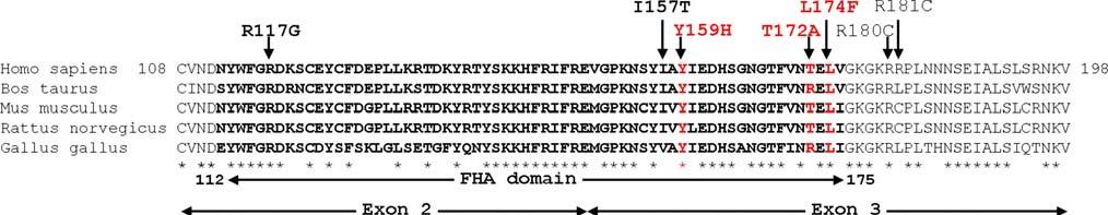 162 Breast Cancer Res Treat (2008) 112:159 164 Table 2 Clinical and histopathological characteristics of breast cancer patients carrying alterations in the CHEK2 gene Patient CHEK2 alteration Age of