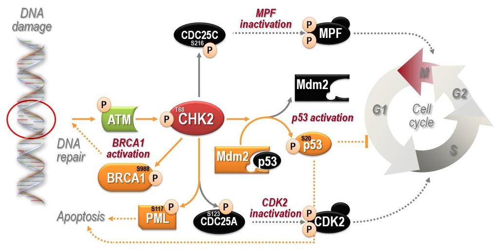 1.4. CHEK2 gene 1.4.1. CHEK2 gene and protein structure and function The CHEK2 (check point kinase 2, CHK2, OMIM 604373) gene 97 codes for an important mediator of DNA damage signaling pathway.