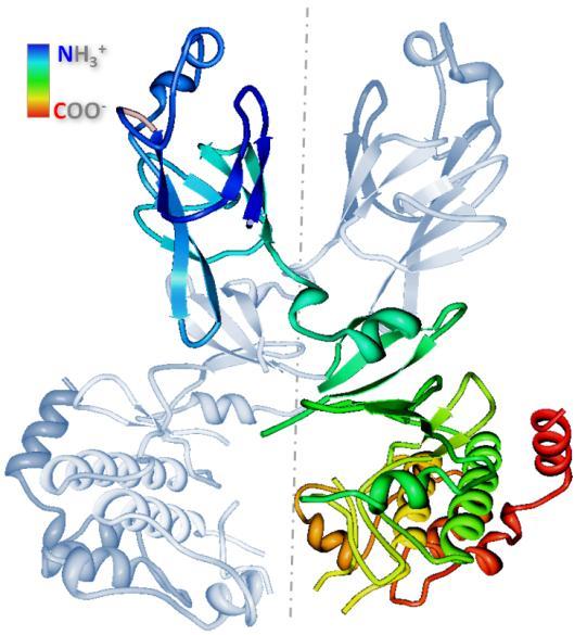 segment/t-loop 105 within the kinase domain (residues 225-490) that carries the catalytic serine/threonine kinase activity (Figure 2). Figure 2 Functional domains and structure of CHK2 dimer (www.pdb.