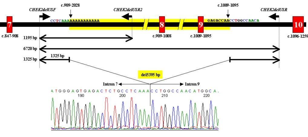 sequence in intron 7 lost in the case of deletion), amplified in pair with CHEK2delUSF primer the wild-type CHEK2 sequence (1195 bp fragment) and served as a positive control of PCR reaction.
