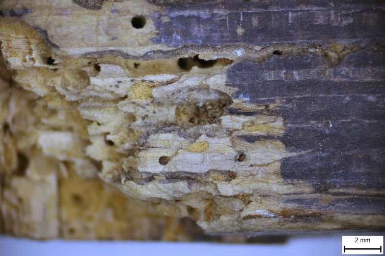 Detail poškození dřevokazným hmyzem.