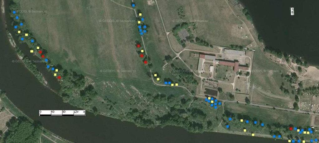 Hodnocení nebezpečí genetického narušení původního druhu Populus nigra hybridními klony Určení doletových vzdáleností celkem