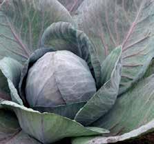 Odrůdy pro přímý konzum, špičaté MOSERRATE F1 Raná odrůda špičatého zelí s hlávkou o hmotnosti 1,3 až 1,5 kg. Hlávka má hustou strukturu a krátký vnitřní košťál.