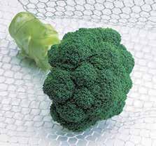 QUITA F1 Brokolice QUITA F1 Poloraná brokolice (cca 80 dní od výsadby) pro podzimní sklizně. Tvoří pevné a mohutné růžice středně zelené barvy s hmotností 500 gramů.