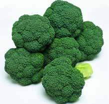 ATLATIS F1 Polopozdní brokolice (cca 85 dní ) pro letní až podzimní sklizně s jemnými poupaty. Tmavě zelená vyklenutá růžice dosahuje hmotnosti 450 gramů.