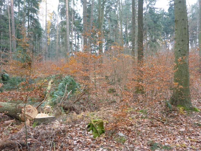 Charakter porostu