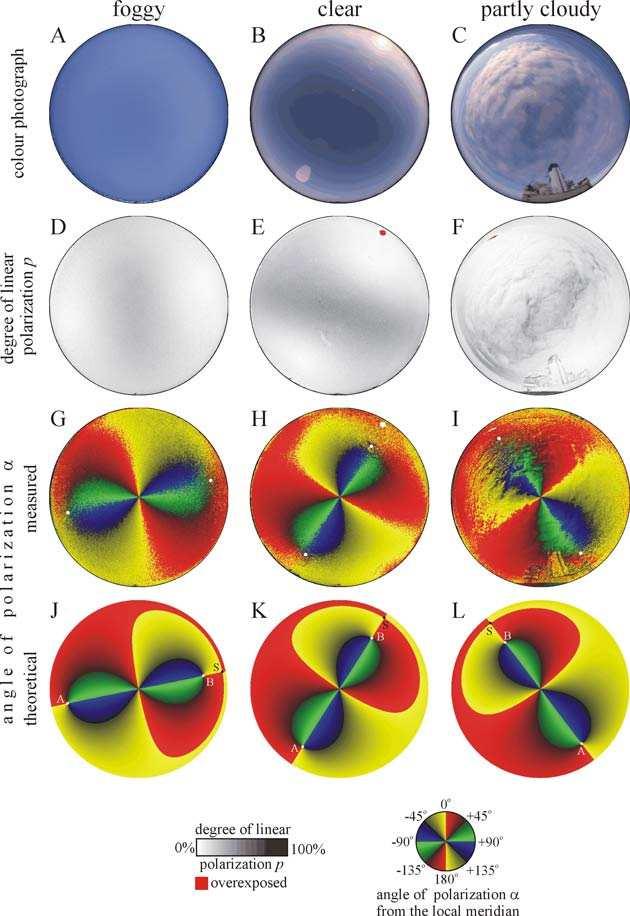 The direction of polarization is perpendicular to the plane of scattering determined by the sun, the observer and the celestial point observed.