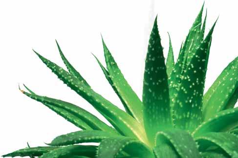VÝHODNÁ SÉRIE Aloe Via Vitální Série 20718 Aloe Vera Relaxační hřejivé mléko Aloe Vera Multifunkční MSM tělový gel 1278 Kč 1139 Kč 01 Aloe Vera Sprej první pomoci Lehký sprej pro péči o celé tělo se