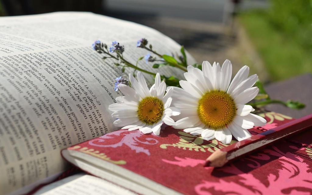 STUDIA