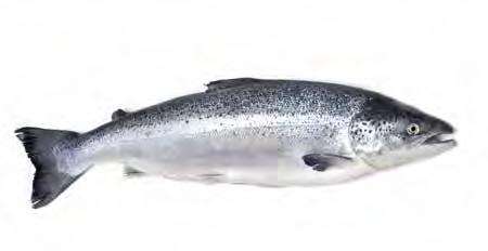 Krmiva pro odchov lososa 2017 Potápivé krmivo Vyvinuto pro recirkulační systémy - RAS Plovoucí krmivo Udržitelné krmivo Poloplovoucí krmivo Obsahuje astaxanthin