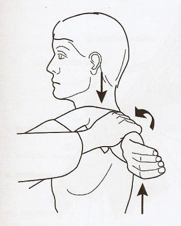 Obrázek 22 - Provedení Hawkinsova testu Převzato z: (Gross, 2005) Drop arm test - provádění ve stoji, pacient je požádán o provedení abdukce v ramenním kloubu, poté pacient nechává paži volně klesat