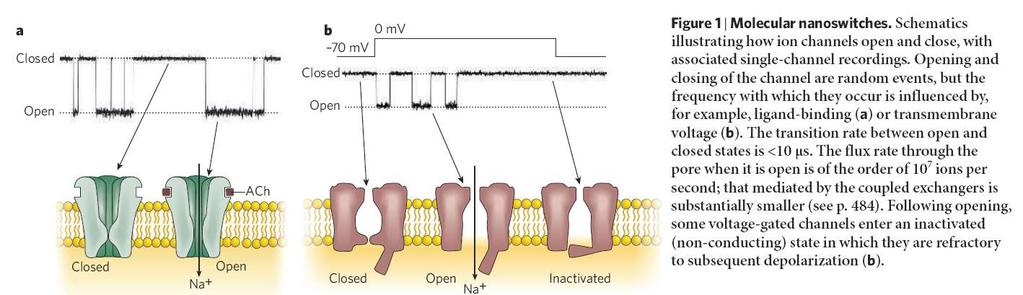 Patch-clamp záznam