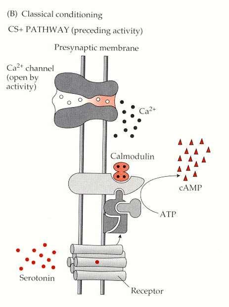 1.Po předchozí aktivaci PP zvýšená hladina Ca+ 2.Aktivace kalmodulinu 3.Kalmodulin stimuluje adenylcyklasu 4.