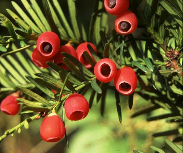 Taxus baccata Volně dostupný parky, okrasné zahrady Vysoce toxický
