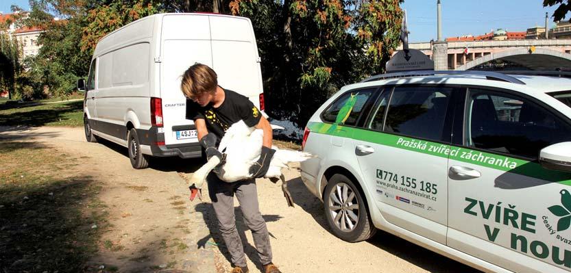 Pokud bydlíte na území Prahy nebo Prahy-západ, můžete využít služby Pražské zvířecí záchranky. Na telefonním čísle 774 155 185 vám odborníci poradí, jak se zachovat.