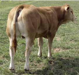 V roce 2014 se zúčastnil Jihočeské beef show, kde se stal národním vítězem ve své kategorii. Ilien je býk s excelentním růstem, TOP exteriérem a s velmi korektními končetinami.