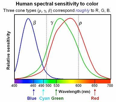 Oční buňky tyčinky citlivé pouze na množství světla, nikoliv na barvu - čípky citlivé na modrou barvu - čípky citlivé na zelenou barvu - čípky citlivé na červenou barvu Barevné vidění je dáno
