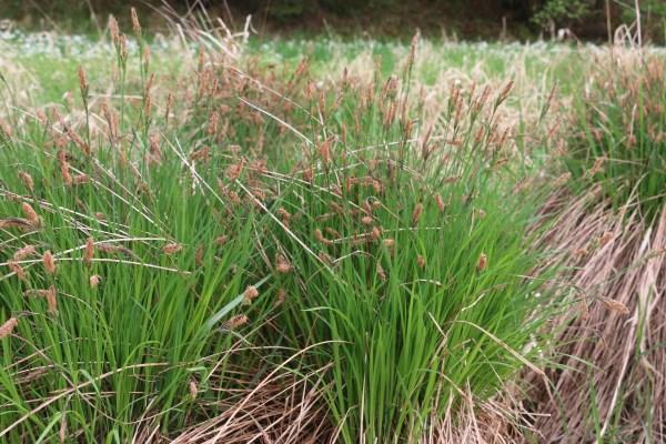 Paulič Kolem Svinětic, Carex cespitosa foto M.