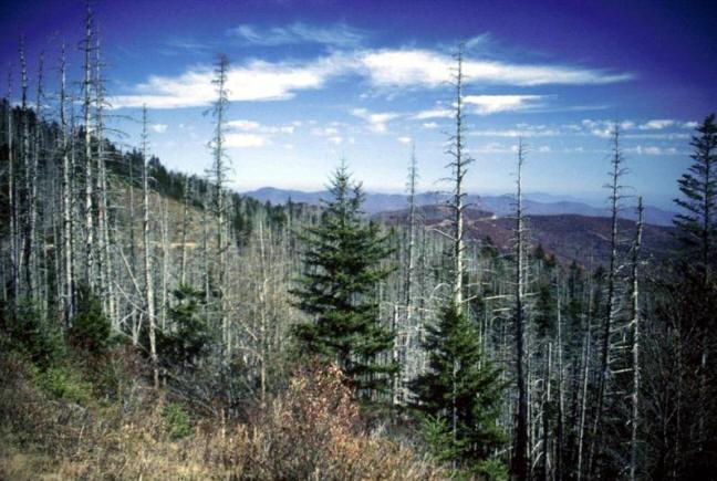 Ničení lesů lesy mírného pásma ohrožuje znečistěné ovzduší, hlavně kyselé deště také je ohrožuje nadměrná