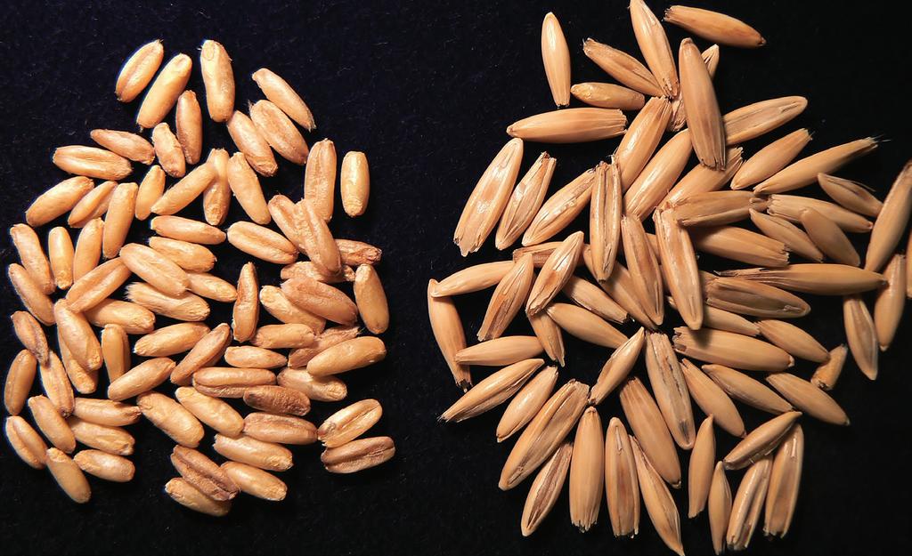Obr. 1: Genetický zdroj ovs s bezpluchým typem zrn - odrůd Kmil (vlevo), genetický zdroj ovs s pluchtým typem zrn - odrůd Horse Feed (vprvo) Obr.