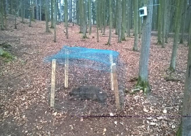 V praxi se využití termokamer osvědčilo např. při sledování nočních živočichů, např. netopýrů (Sabol a Hudson, 1995; Hristov et al.