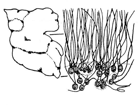 Tetraspora sp. Dceřinné buňky zůstávají ve skupinkách po 4, odtud to jméno. Buňky jsou umístěny v mocné slizové vrstvě, která vytváří makroskopické nepravidelné útvary od vláken až po koule.