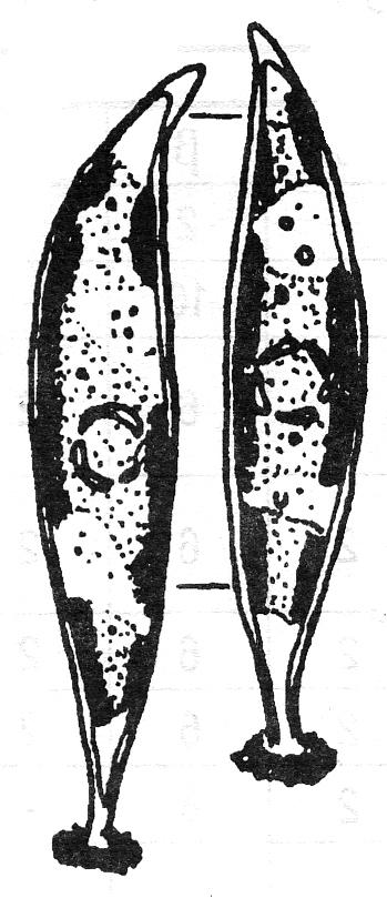 Characium sp.