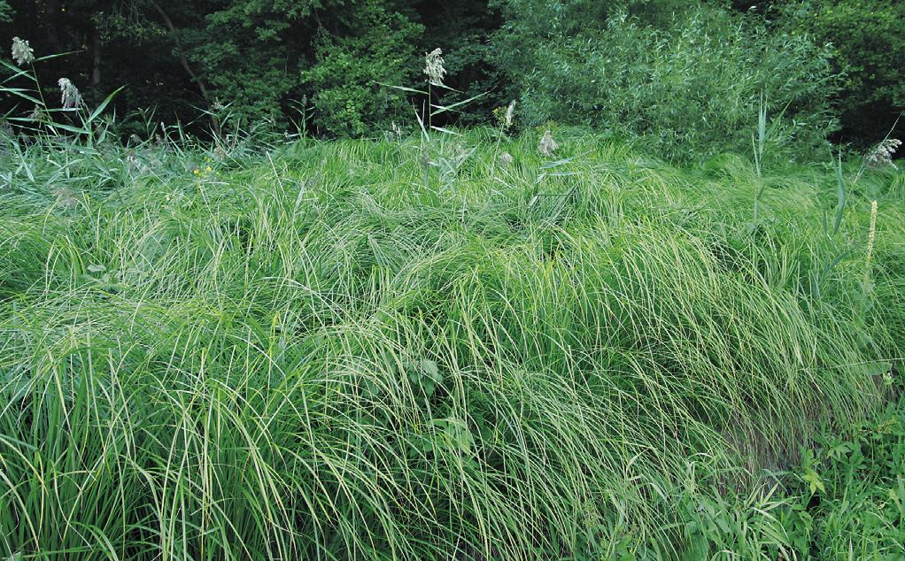 buekii zpravidla navazuje. Záplavy přicházejí náhle při vysokých stavech vody v předjaří a v létě, trvají jen několik dní a rychle ustupují (Kopecký & Hejný 1965, Kopecký 1966).