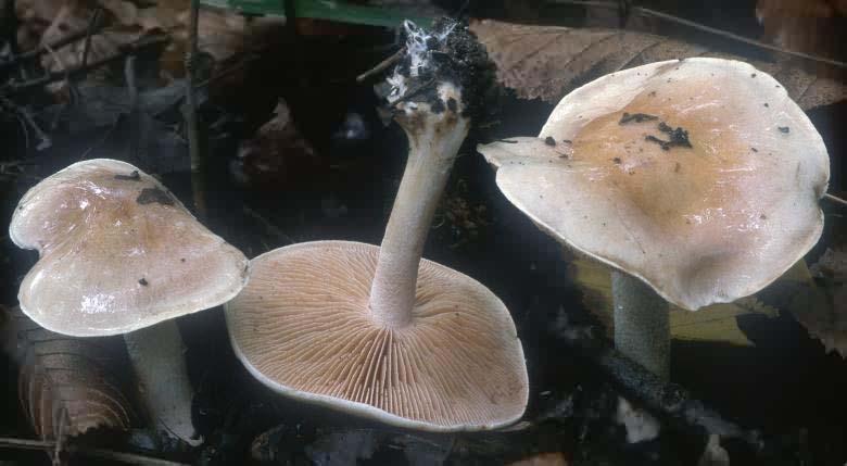 Jak určím o kterou ektomykorhizní houbu