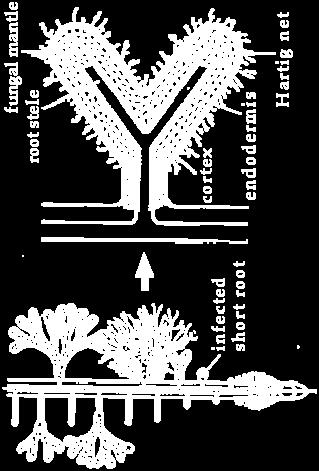 laterálních kořínkách dřevin Ektomykorhiza je morfologická formace, na jejímž