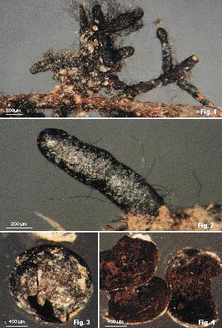 Coenococcum geophillum: Ř: