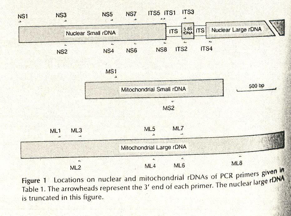 c. Molekulární metody používané k identifikaci ECM hub a jejich populací Něco málo o DNA hub.