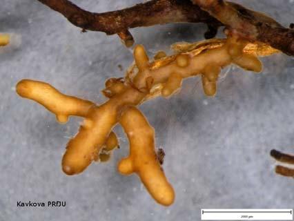 Je známo: cca: 2.000 druhů rostlin, které tvoří ektomykorhizu (Betulaceae, Dipterocarpaceae, Fagaceae, Myrtaceae, Pinaceae, Salicaceae) Cca 5.