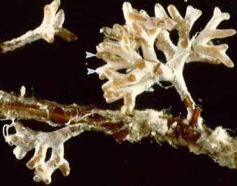 Výsledkem je: že na kořeni 1 stromu se tvoří, je a odumírá množství ektomykorhiz, tvořené rozmanitými druhy hub Kořínek může houbu přerůst a často bývá kolonizován