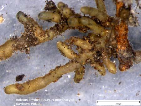 late, & multistage) Tvorba plodnic nesouvisí s tvorbou ECM, nemusí ovlivňovat dominanci druhu na kořenech dané dřeviny Na základě biologické specifičnosti druhu