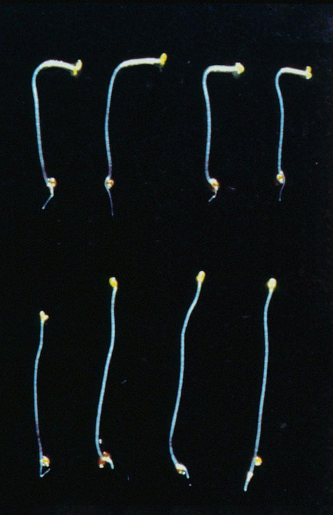 Receptor zprostředkující fototropismus