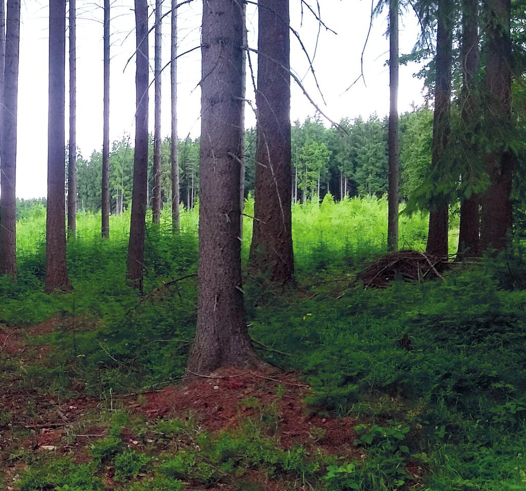 ROSTLINNÁ SPOLEČENSTVA S DOUGLASKOU TISOLISTOU A DOMÁCÍMI DŘEVINAMI V ČESKÉ REPUBLICE A POLSKU Plant communities with Douglas-fir and native tree