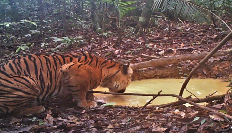 pokračování monitoringu oko tygra monitorovací program odhalil