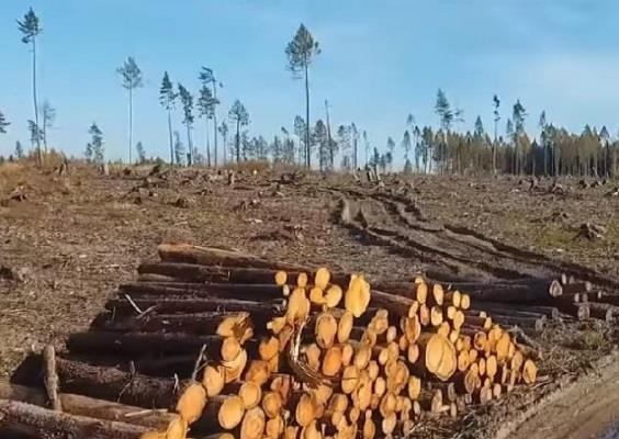 Finanční příspěvek na ochranu lesa před kalamitními škůdci Asanace jehličnatého dříví insekticidní sítí 150 Kč/m3 (PUPFL) 250 Kč/m3 (mimo PUPFL) Asanace jehličnatého dříví postřikem insekticidem s