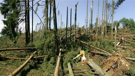 8.4.1 Obnova lesního potenciálu po kalamitách míra podpory: 100 % způsobilé výdaje: odstraňování kalamitami poškozených lesních porostů ve stáří do 40 let určených k rekonstrukci; příprava ploch po