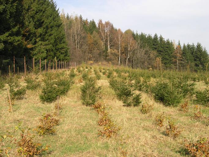 porost (obce nejsou způsobilé) Náhrada za ukončení zemědělské výroby (obce nejsou