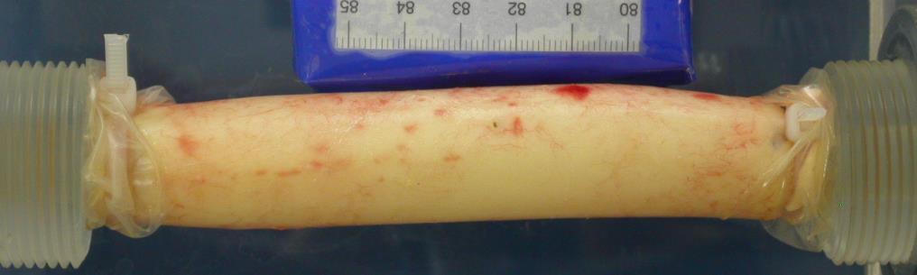 vivo (laboratorní)