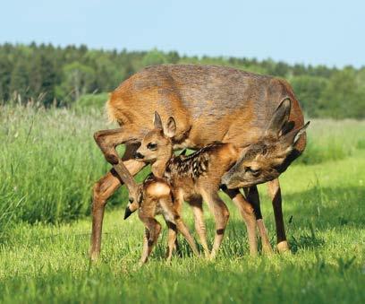 21 Tři králové Vilma Čestmír Vladan Břetislav Bohdana Kašpar / Melichar / Baltazar Vilemína Erhard Vladana Břetislava Teodora Pravoslava ndělí erý ředa vrtek tek bota děle Myslivecký kalendář