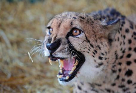 Operace velkých šelem na univerzitě jsou vzácností, v lednu byl na VFU úspěšně operován gepard štíhlý VÝJIMEČNÁ OPERACE NA UNIVERZITĚ Odborníci z chirurgického oddělení Kliniky chorob psů a koček